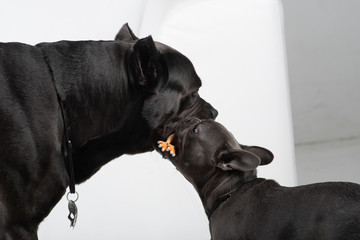 Cane corso italiano and french bulldog play with toy