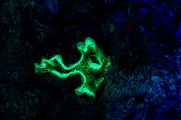 Fluorescence in marine life, Seabed in ultraviolet light