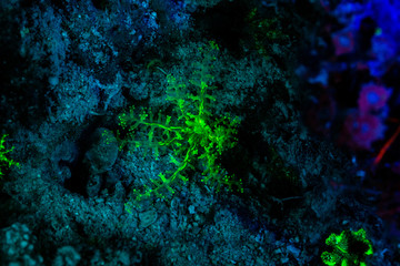 Fluorescence in marine life, Seabed in ultraviolet light