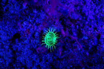 Fluorescence in marine life, Seabed in ultraviolet light