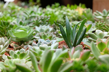 Obraz premium collection of various cactus or succulent plants in small pottery pot