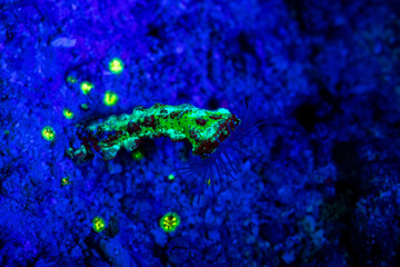 Fluorescence in marine life, Seabed in ultraviolet light
