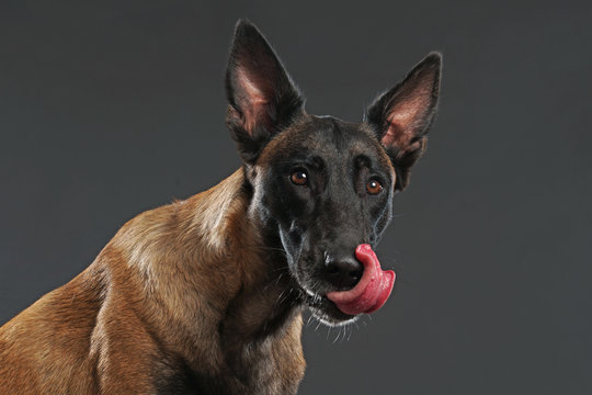 Malinois leckt sich die Schnauze mit der Zunge