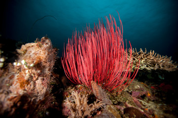 red Coral at a reef
