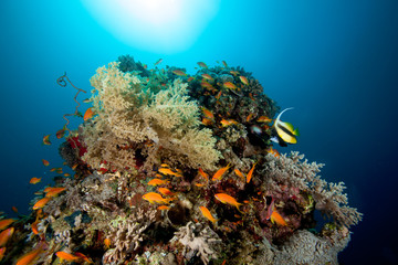 Fototapeta na wymiar Underwater Life at a reef