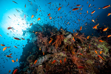 Naklejka na ściany i meble Underwater Life at a reef