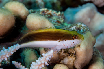 Freckled Hawkfish - Paracirrhites forsteri