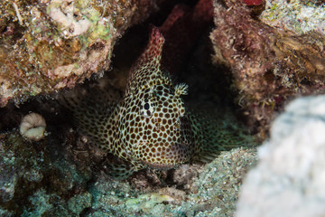 Exallias brevis, the leopard blenny