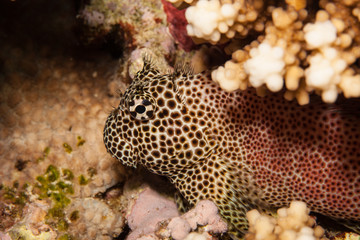 Exallias brevis, the leopard blenny