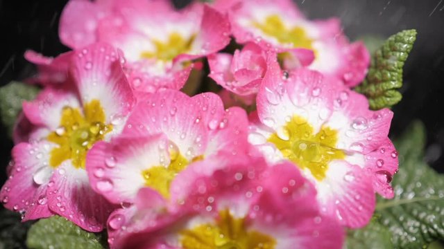Macro shot of Pink primrose flower with water drops. Dew drops falling on flower petals. Raindrops falling off a flower close up. Purple flower petals with water drops on it. Slow motion.