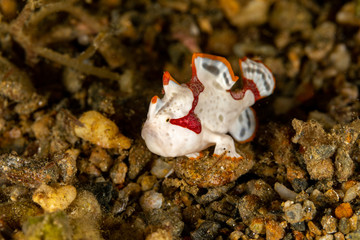 Warty frogfish, clown frogfish, Antennarius maculatus is a marine fish belonging to the family Antennariidae