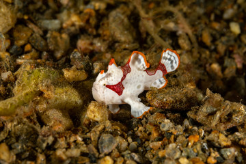 Warty frogfish, clown frogfish, Antennarius maculatus is a marine fish belonging to the family Antennariidae