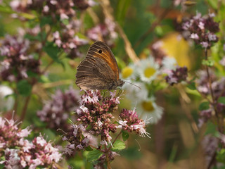 Großes Ochsenauge, Maniola jurtina, an Majoranbluete