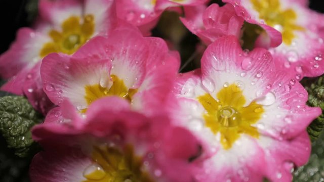 Macro shot of Pink primrose flower with water drops. Dew drops falling on flower petals. Raindrops falling off a flower close up. Purple flower petals with water drops on it.