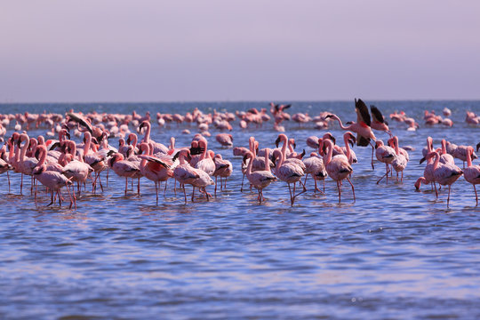 A Flamboyance of Flamingoes in Swakopmund, Namibia