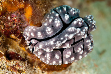 Phyllidiella, Phyllidia, sea slug, a dorid nudibranch
