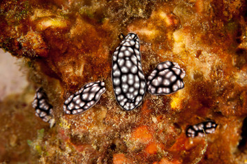 Phyllidiella, sea slugs, dorid nudibranch