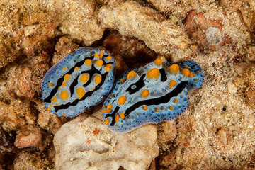 Phyllidiella coelestis