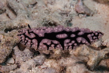 Phyllidiella, sea slugs, dorid nudibranch
