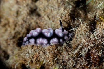 Phyllidiella, sea slugs, dorid nudibranch