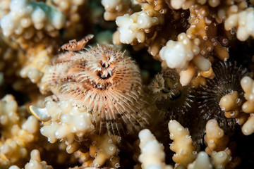 Spirobranchus giganteus, commonly known as Christmas tree worms