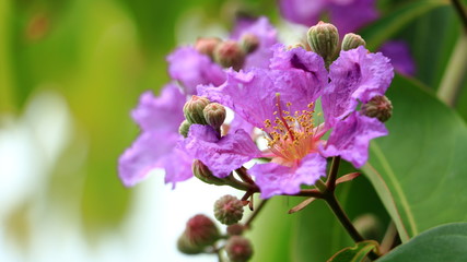 Fototapeta na wymiar Closeup Queen's Flower or Inthanin flower in Thailand and Lagerstroemia speciosa (L.) Pers . Queen's crape myrtle, Pride of India, Jarul, Pyinma/ Lagerstroemia
