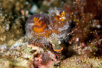 Spirobranchus giganteus, commonly known as Christmas tree worms