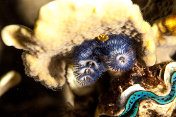 Spirobranchus giganteus, commonly known as Christmas tree worms