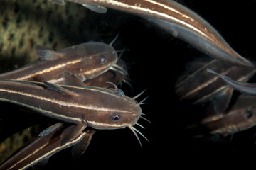 Striped eel catfish, Plotosus lineatus