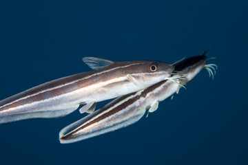 Plotosus lineatus, common name striped eel catfish