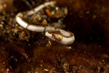 White pipefish is a species of marine fish in the family Syngnathidae