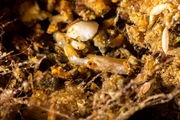 White pipefish is a species of marine fish in the family Syngnathidae