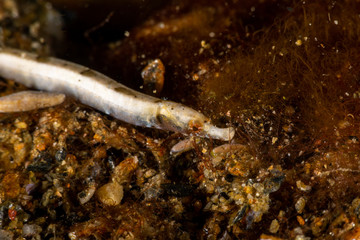 White pipefish is a species of marine fish in the family Syngnathidae