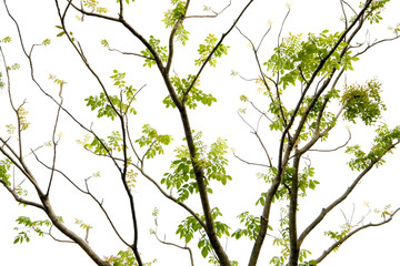 Green leaves and branches in spring, isolated on white