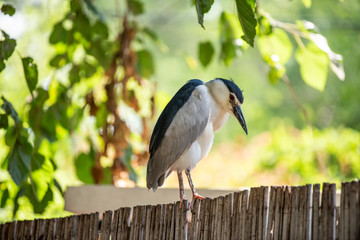 Night heron on a branch. Bird with red eyes. 