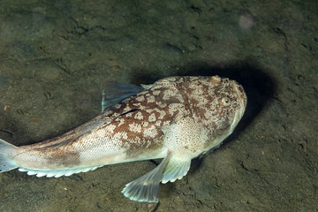 Whitemargin stargazer is a fish of family Uranoscopidae, widespread in the Indopacific: Red Sea,...