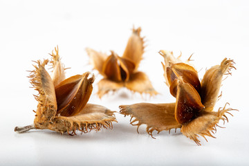 Beech tree fruit on a light table. Seeds of the deciduous tree. - obrazy, fototapety, plakaty