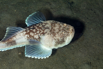 Whitemargin stargazer is a fish of family Uranoscopidae, widespread in the Indopacific: Red Sea, Indonesia, Fiji, Samoa, and Tonga, Uranoscopus sulphureus