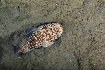 Whitemargin stargazer is a fish of family Uranoscopidae, widespread in the Indopacific: Red Sea, Indonesia, Fiji, Samoa, and Tonga, Uranoscopus sulphureus