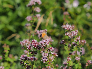 Großes Ochsenauge sitzt mitten im Majoran