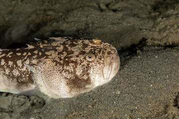 Whitemargin stargazer is a fish of family Uranoscopidae, widespread in the Indopacific: Red Sea,...