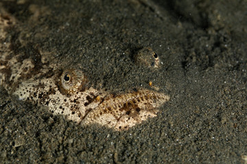 Whitemargin stargazer is a fish of family Uranoscopidae, widespread in the Indopacific: Red Sea, Indonesia, Fiji, Samoa, and Tonga, Uranoscopus sulphureus