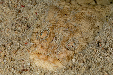 Whitemargin stargazer is a fish of family Uranoscopidae, widespread in the Indopacific: Red Sea, Indonesia, Fiji, Samoa, and Tonga, Uranoscopus sulphureus