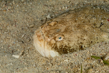 Whitemargin stargazer is a fish of family Uranoscopidae, widespread in the Indopacific: Red Sea, Indonesia, Fiji, Samoa, and Tonga, Uranoscopus sulphureus