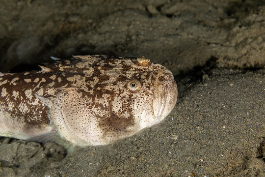 Whitemargin stargazer is a fish of family Uranoscopidae, widespread in the Indopacific: Red Sea, Indonesia, Fiji, Samoa, and Tonga, Uranoscopus sulphureus