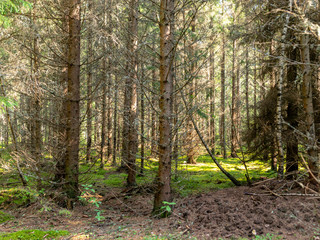 Obraz premium beautiful spruce forest, old trees, many branches, moss, autumn forest, latvia