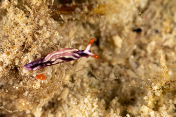 White-spotted Thuridilla, thuridilla albopustulosa, is a genus of sacoglossan sea slugs, shell-less marine opisthobranch gastropod mollusks in the family Plakobranchidae