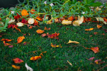 early autumn season scene of red orange and yellow falling leaves in a green grass background in garden natural environment 