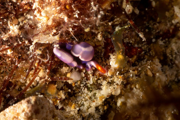 White-spotted Thuridilla, thuridilla albopustulosa, is a genus of sacoglossan sea slugs, shell-less marine opisthobranch gastropod mollusks in the family Plakobranchidae