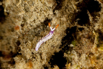 White-spotted Thuridilla, thuridilla albopustulosa, is a genus of sacoglossan sea slugs, shell-less marine opisthobranch gastropod mollusks in the family Plakobranchidae